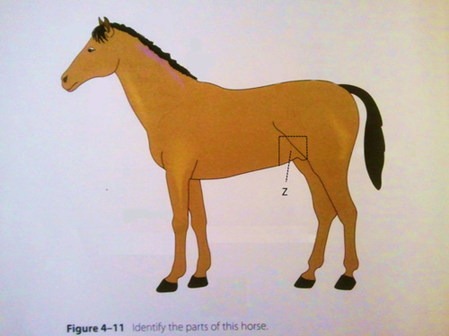 <p>side of the body between the ribs and ilium</p>