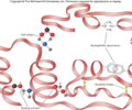 <p><span>Overall structure of a polypeptide resulting from the interaction between side chains and amino acids</span><br><span>- Whole polypeptide folding</span><br><span>- Distant amino acids interact</span><br><span>- 3-D form</span></p>