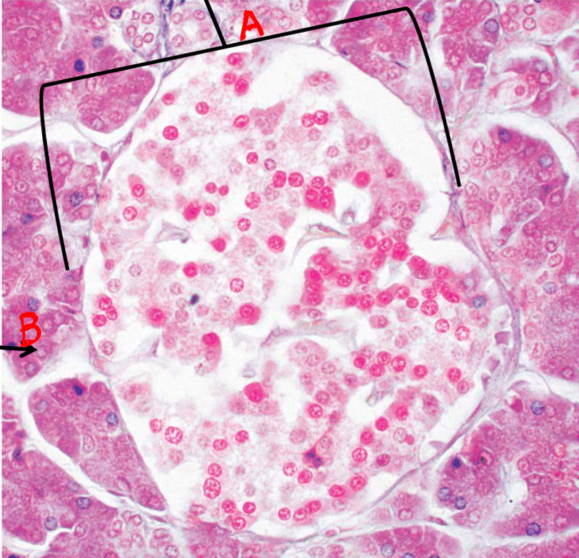 <p>Identify organ</p>