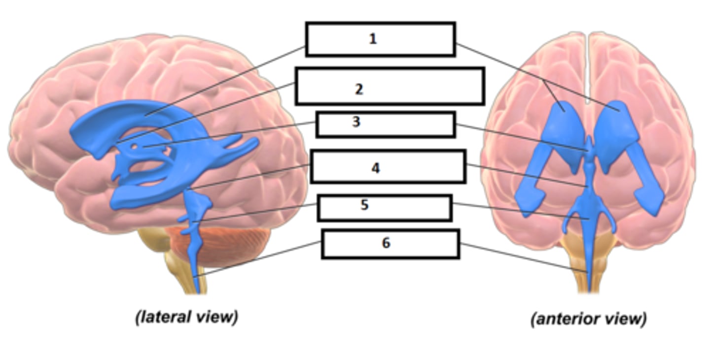 <p>Identify the structure labeled "3"</p>