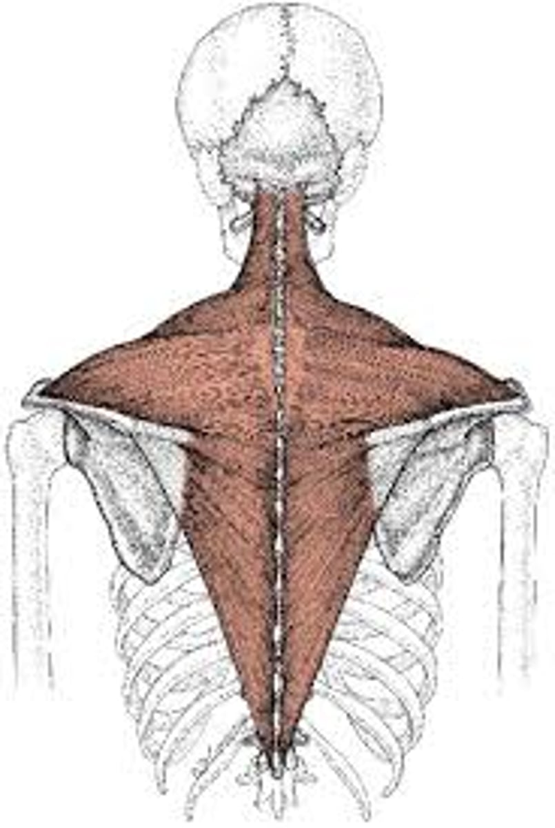 <p>posterior, triangular muscle on the neck and back</p>