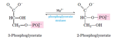 <ul><li><p>3-phosphoglycerate isomerised to 2-phosphoglycerate by phosphoglycerate mutase (required Mg2+)</p></li></ul><p></p>