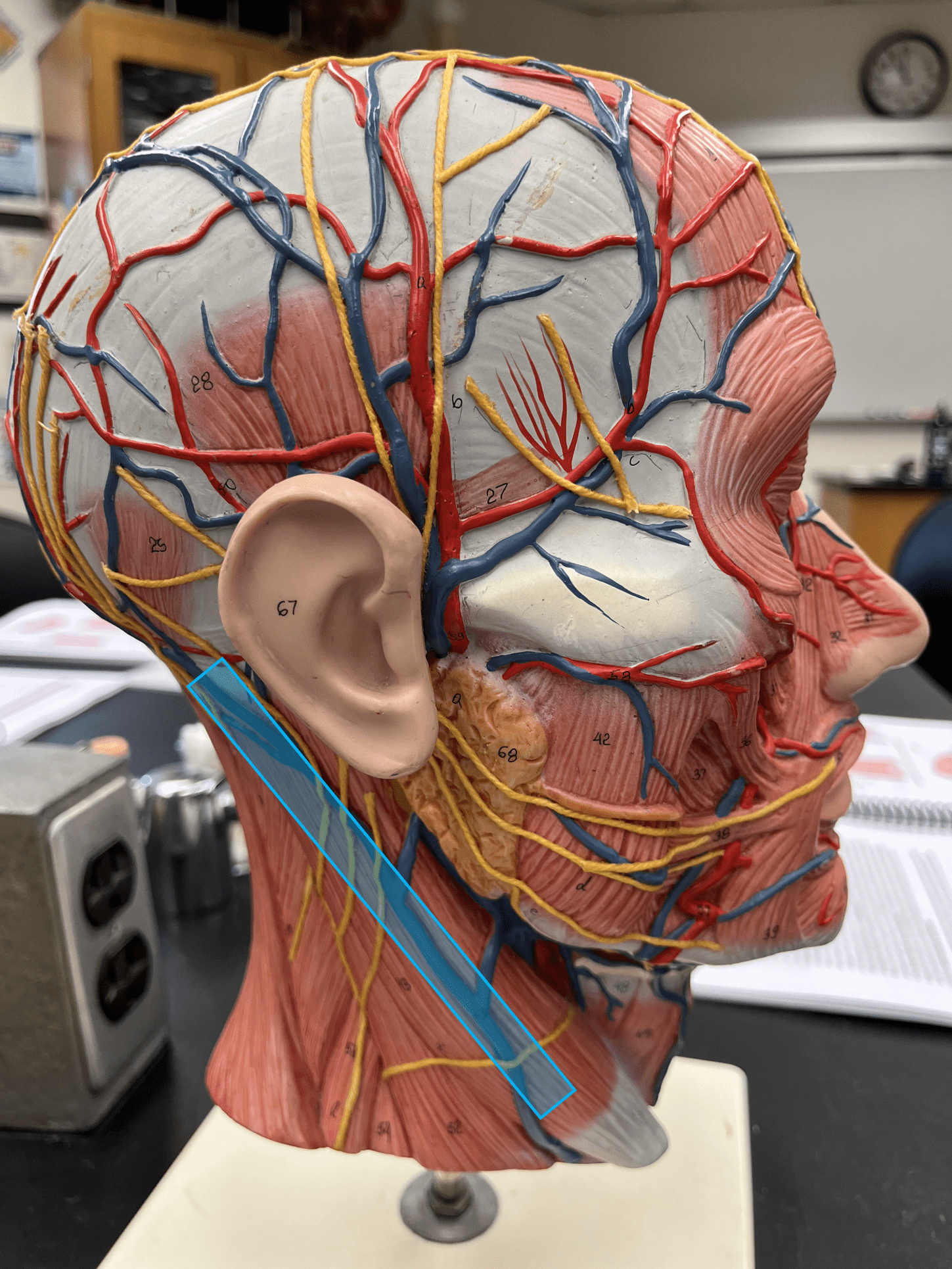 <p>• A vein of the head and neck.</p>
<p>• Drains the facial muscles and scalp.</p>
<p>• Empties into the subclavian vein.</p>
<p>• Laterally, the posteriormost vein of the neck.</p>