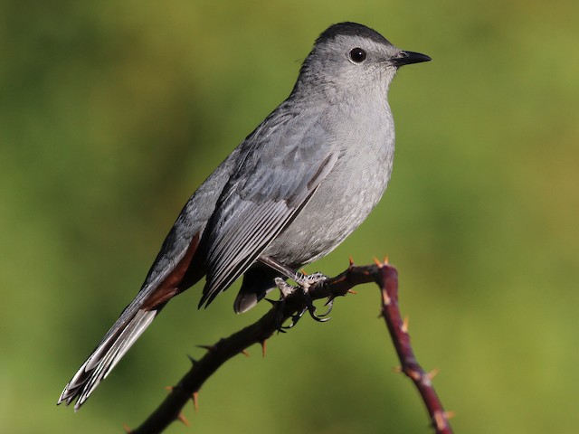 <p>Gray Catbird</p>