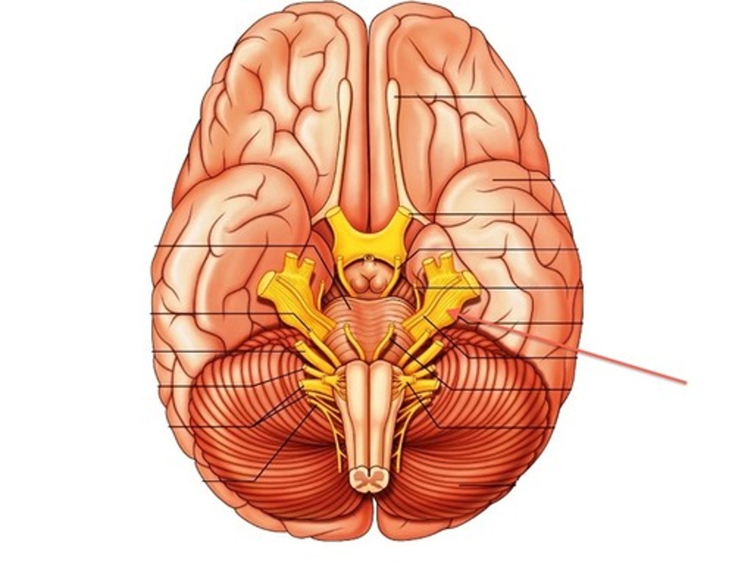 <p>function: mixed<br>testing: pain, touch, chewing<br>(biggest)</p>