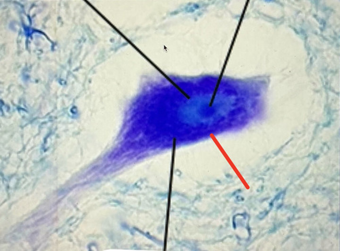 knowt flashcard image