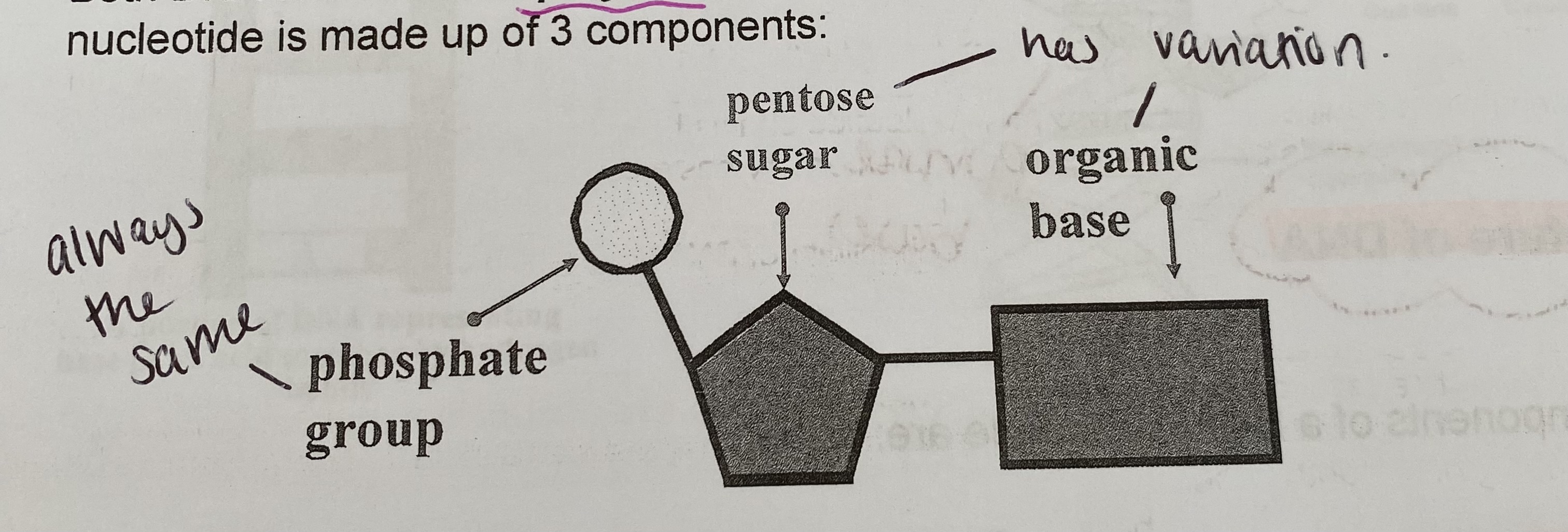 <ul><li><p>a pentose sugar</p></li><li><p>a nitrogen-containing organic base</p></li><li><p>a phosphate group (compromising a phosphate ion)</p></li></ul><p></p>