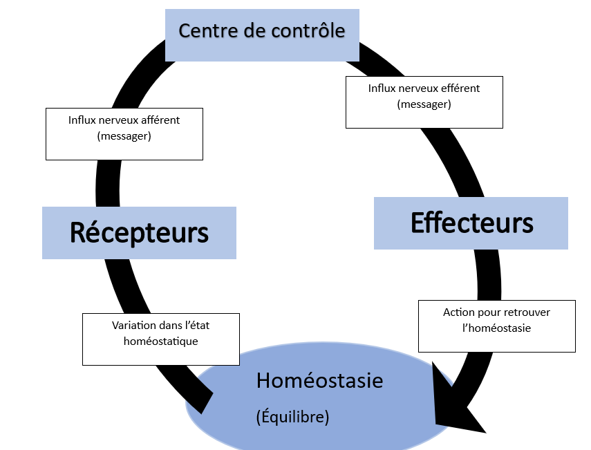 <p>(Expliquer la figure ci-contre et donner la réponse avant de poser la question) Les glandes endocrines effectuent quels rôles? (3)</p>