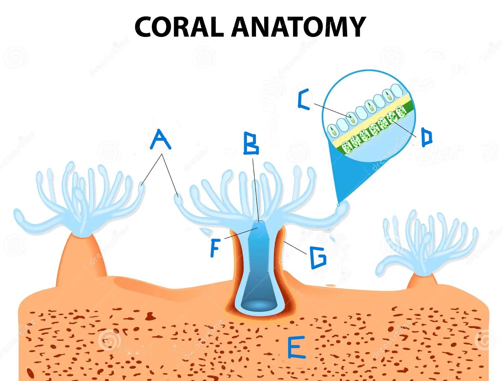 <p>What part of the coral is letter A?</p>