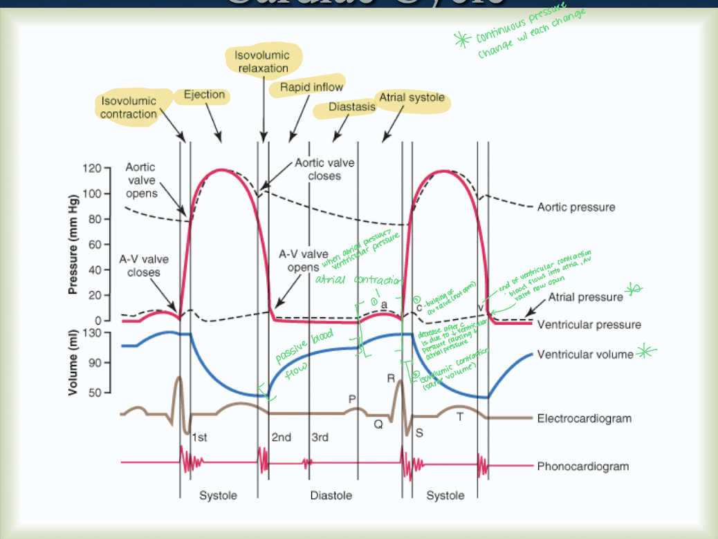<ul><li><p>Prior to atrial contraction, ventricular volume increases due to passive blood flow</p></li><li><p>Atrial contraction will occur when atrial pressure is greater than ventricular pressure</p></li><li><p>Between the cessation of atrial contraction and the c-wave is the occurance of isovolumic contraction = same volume of blood in the ventricles</p></li><li><p>C-wave occurs due to bulging of AV valve BUT valve is not open</p></li><li><p>At the C wave, there will be a decrease in ventricular volume due to decrease in ventricular volume and will cause atrial pressure to decrease too</p></li><li><p>the V-wave is the end of ventriular contraction and blood flows into the atria, and AV valve is now open</p></li><li><p>Repeat cycle</p></li></ul><p></p>