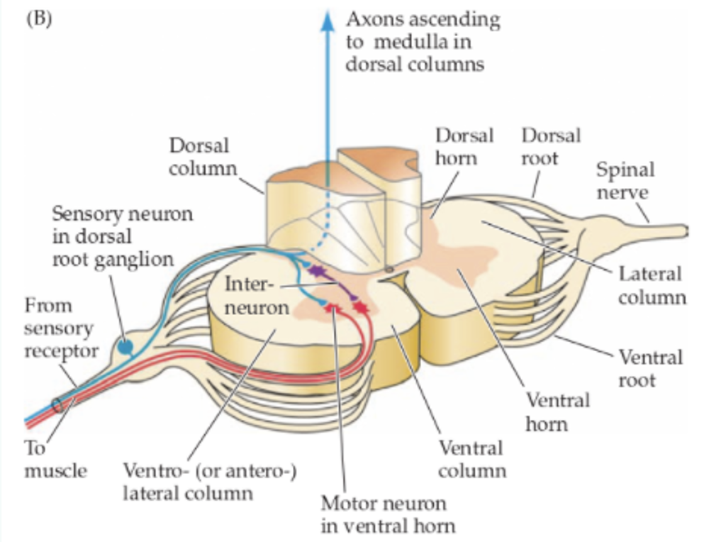 <p>Relay/projection interneurons (neurons stay in CNA but moves info between brain regions or to spinal cord). Local interneurons (short axons, process info in local circuits). </p>