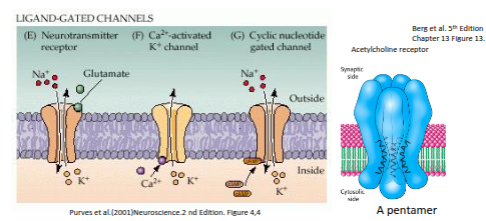 <p>Ligand-gated channel receptors are opened by extracellular neurotransmitters such as glutamate, or by intracellular second messengers like Ca²⁺, cAMP, or cGMP. The acetylcholine receptor is a pentamer, and ligand binding induces a structural change that opens the ion pore.</p>