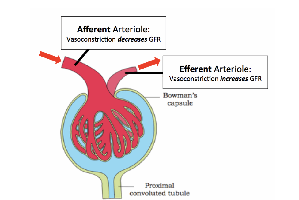 <p>dilates and constricts afferent arteriole to maintain GFR despite fluctuations in BP - protects glomerulus from damage </p>