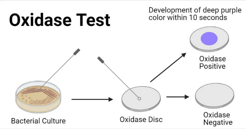 <p><strong>Positive:</strong> Dark purple within 30 sec<br><strong>Meaning:</strong> Cytochrome c oxidase present<br><strong>Examples:</strong> <em>Pseudomonas, Neisseria</em></p>