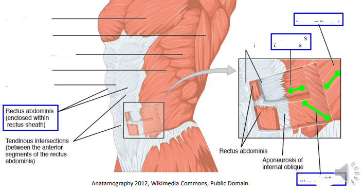 <p>Label the abdominal muscles </p>