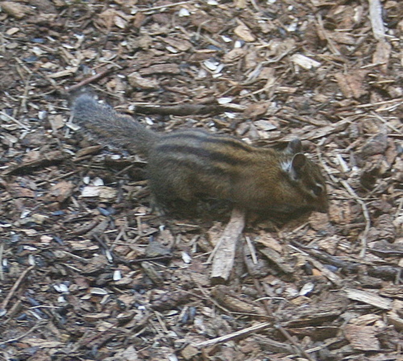 <p>(v) To gather bit by bit; to gather small quantities of grain left in a field by the reapers</p>