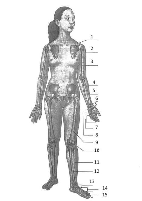 <p>metacarpals</p>