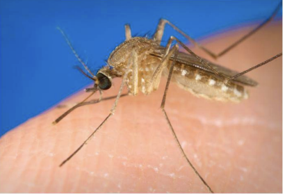 <p>Class 5 – Air Breathing</p>