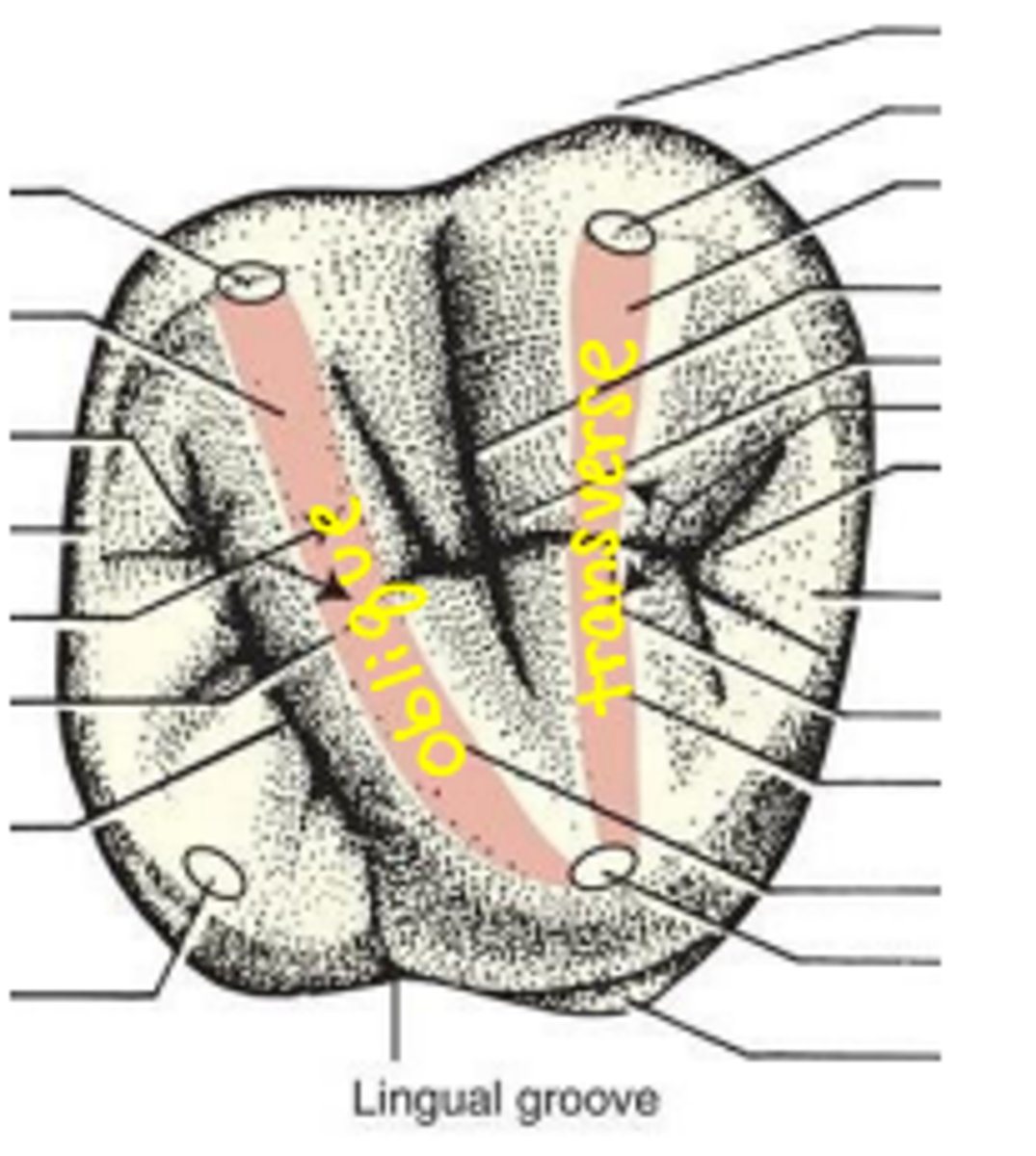 <p>formed by the junction of two triangular ridges</p><p>-crosses occlusal surface buccolingually</p>