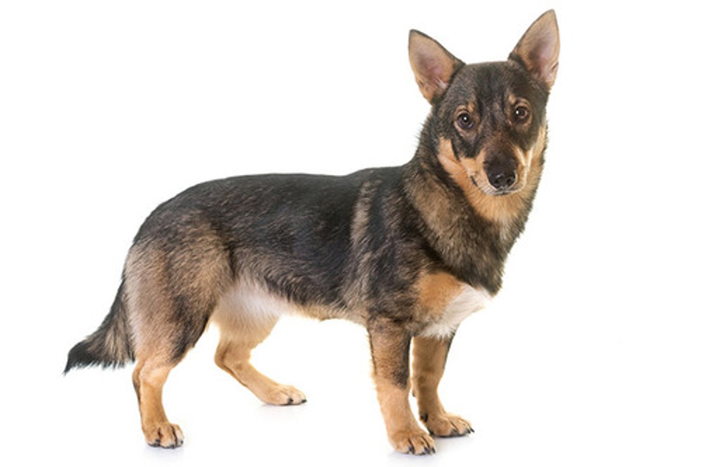 <p>Friendly, Energetic, Watchful</p><p>AKC Breed Popularity: Ranks 163 of 194</p><p>Height: 12.5-13.75 inches (male), 11.5-12.75 inches (female)</p><p>Weight: 20-35 pounds</p><p>Life Expectancy: 12-15 years</p><p>Group: Herding Group</p>