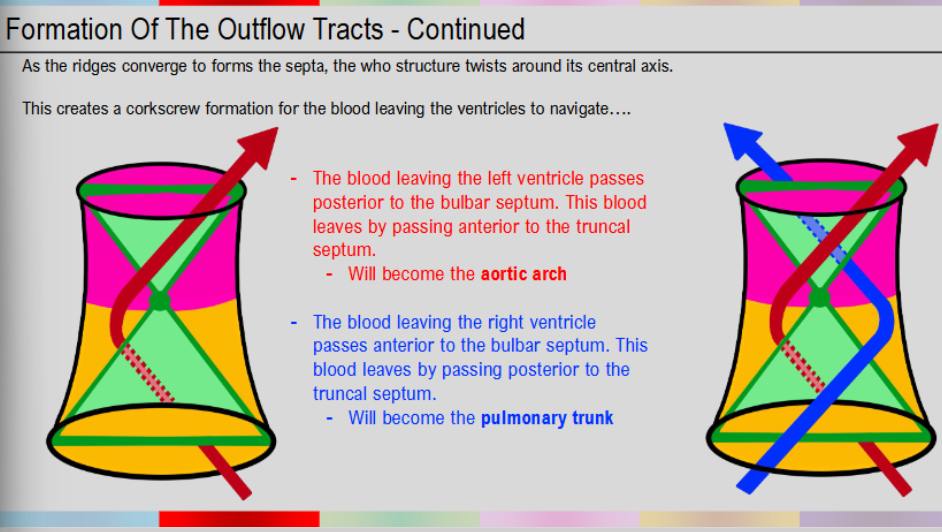 <ul><li><p>blood leaving left ventricle passes posterior to bulbar septum</p><ul><li><p>blood leaves by passing anterior to truncal septum</p></li><li><p>will become aortic arch</p></li></ul></li><li><p>blood leaving right ventricle passes anterior to bulbar septum</p><ul><li><p>leaves by passing posterior to truncal septum</p></li><li><p>will become pulmonary trunk</p></li></ul></li></ul><p></p>