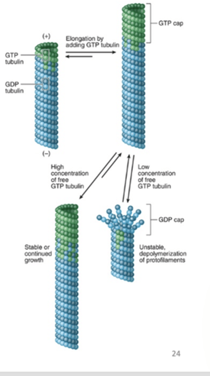 <p>What is dynamic instability in microtubules?</p>