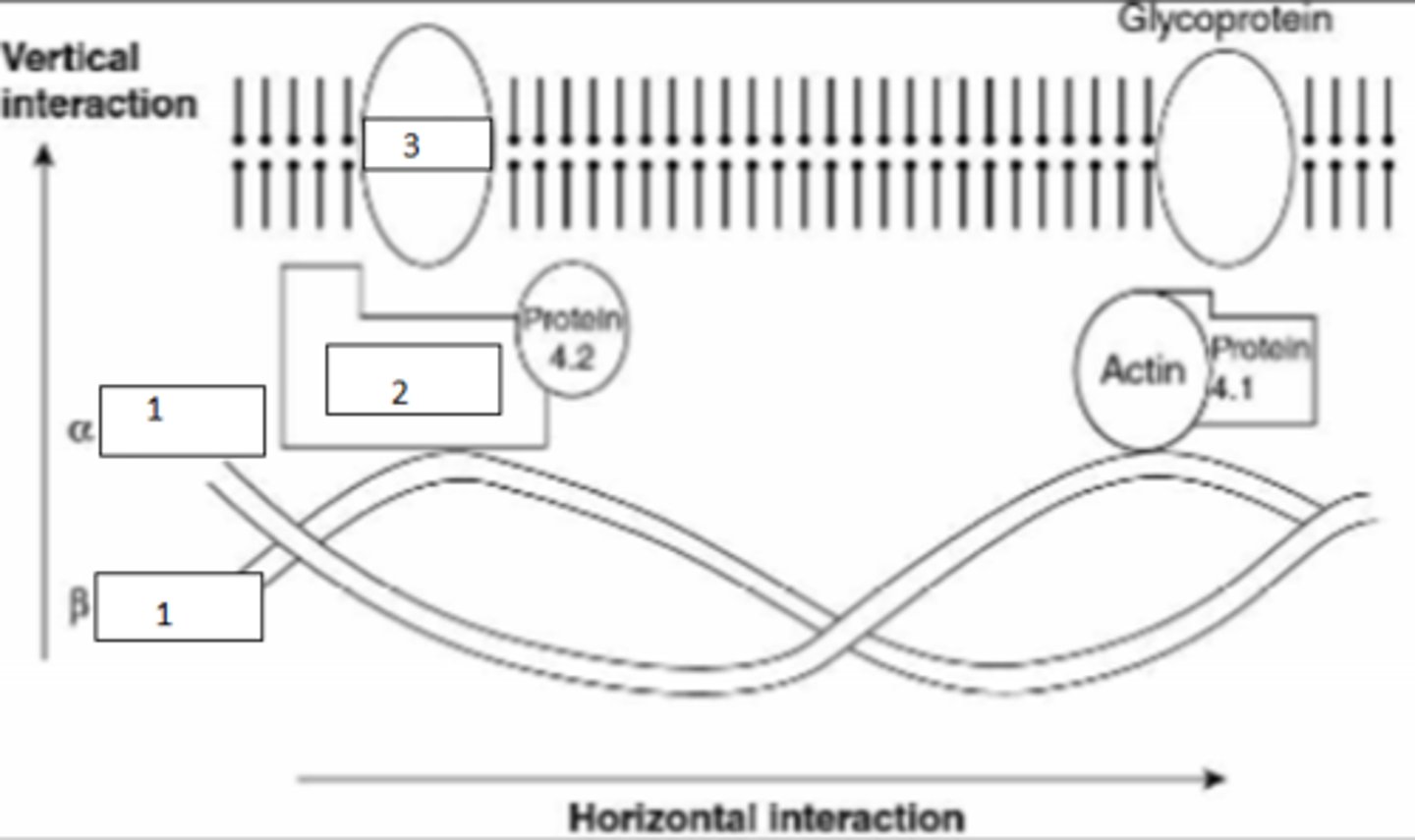 <p>Fill the blanks on this RBC and describe the role fo these structures</p>