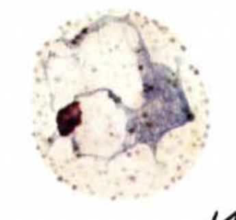 <p>What organism is this?</p>