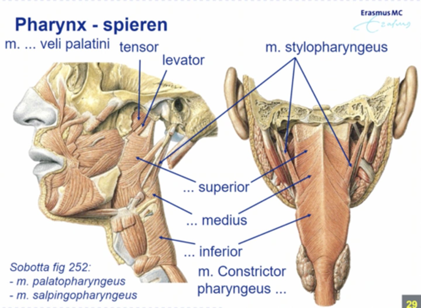 <p>functies: doorslikken van voedingsstoffen, voorkomen dat deze in de longen komen, ondersteunen spraak- en immuunsysteem, ademhaling</p>