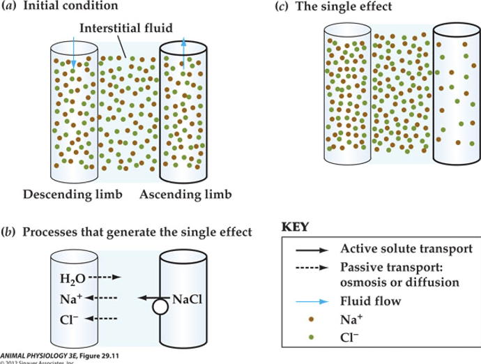 The difference produced by use of metabolic energy between adjacent parts of the two oppositely flowing fluid streams in a countercurrent multiplier system

           

Stannding osmotic gradient is established and maintained, once gradient is established you don’t need to establish again because it should be maintained as you live