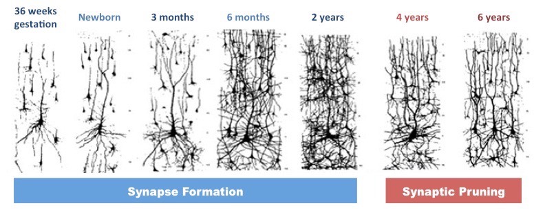 <ul><li><p><span>Pruning is </span><strong><span>influenced</span></strong><span> by</span><strong><span> environmental factors </span></strong><span>and is</span></p></li><li><p><span> </span><strong><span>mediated</span></strong><span> by the</span><strong><span> release of chemical signals</span></strong><span> from </span><strong><span>glial cells</span></strong></p></li></ul>