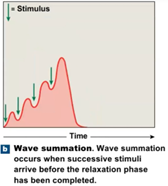 <p><span style="font-family: &quot;Times New Roman&quot;, serif">Muscle fiber does not completely recover before the next stimulus</span></p>