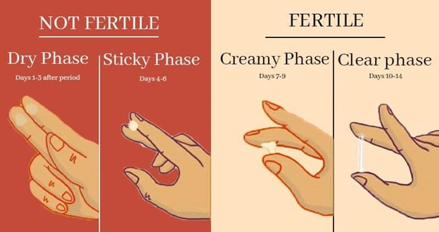 <p>fertility awarness method, clinet anaylzes cervical mucous to determine ovulation</p>