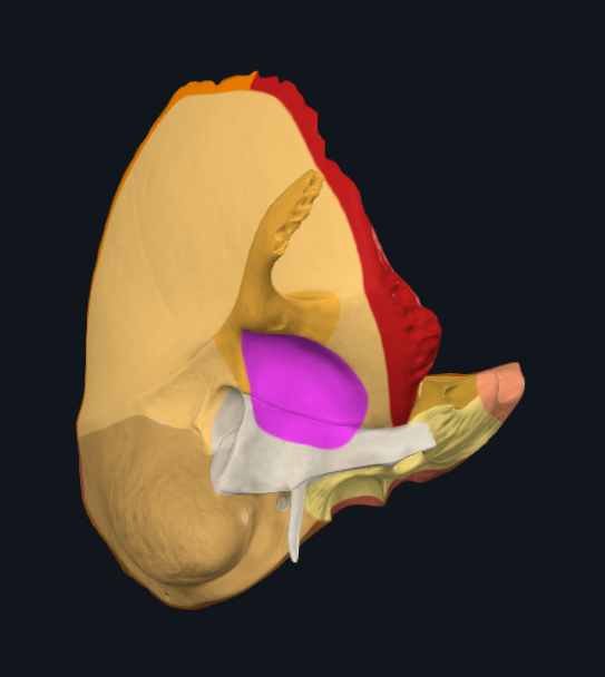 <p>What is highlighted in pink</p>