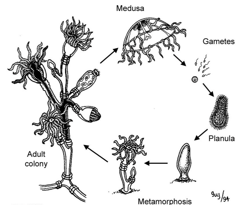 <p>2 Phases</p><ol><li><p>Asexual</p></li><li><p>Sexual</p></li></ol><p>many types of polyps</p><ol><li><p>GASTROZOIDS (the feeding polyps)</p></li><li><p>GONOZOIDS (medusa growing polyps) </p></li></ol><p>this organism looks like flowers</p>