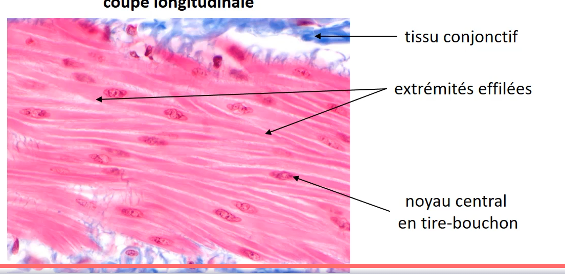 <p>tissue musculaire lisse</p>