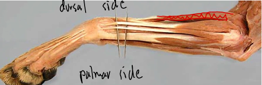 <p><span>Antebrachial Region (Forearm)</span></p>