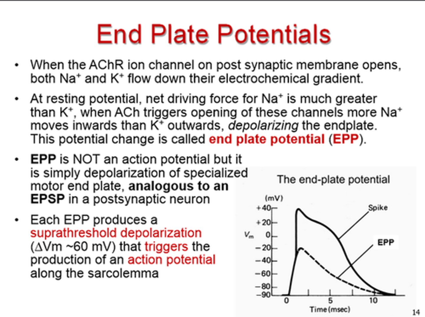 <p>The depolarization of the motor end plate on a muscle cell.</p>