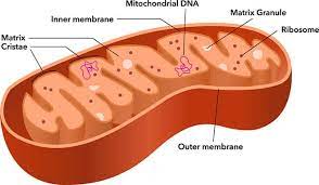 <p>An organelle in eukaryotic cells that serves as the site of cellular respiration; uses oxygen to break down organic molecules and synthesize ATP. </p>