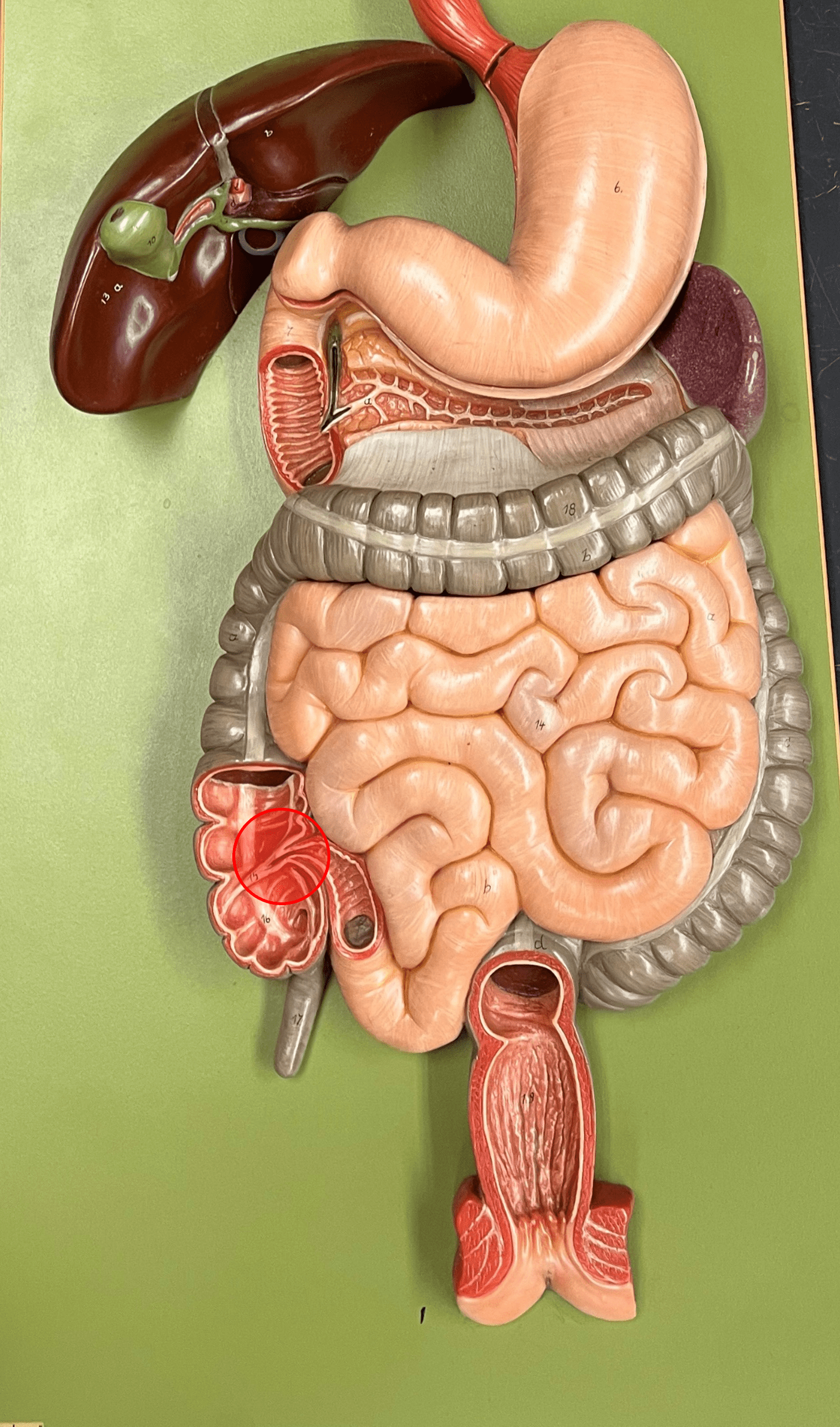 • The termination of the ileum.

• Allows small intestine contents into the large intestine.