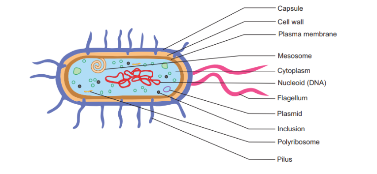 <ul><li><p>single celled prokaryotic organisms</p></li><li><p>reproduce rapidly in the body</p></li><li><p>may produce toxins</p></li><li><p>can be treated with antibiotics</p></li></ul>