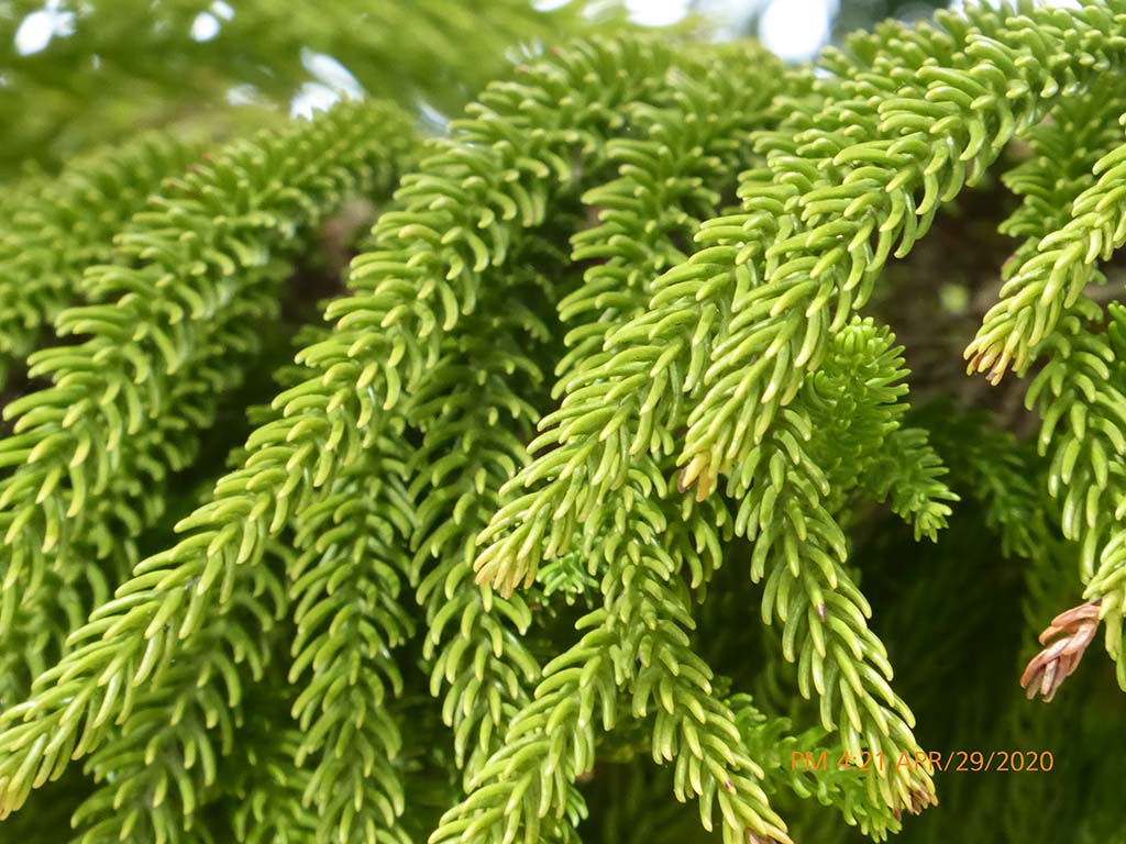 <p>Norfolk Island pine</p>
