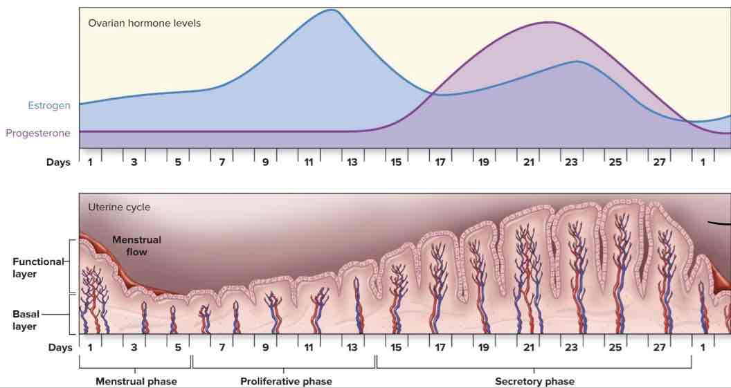<p>endometrium shedding </p>