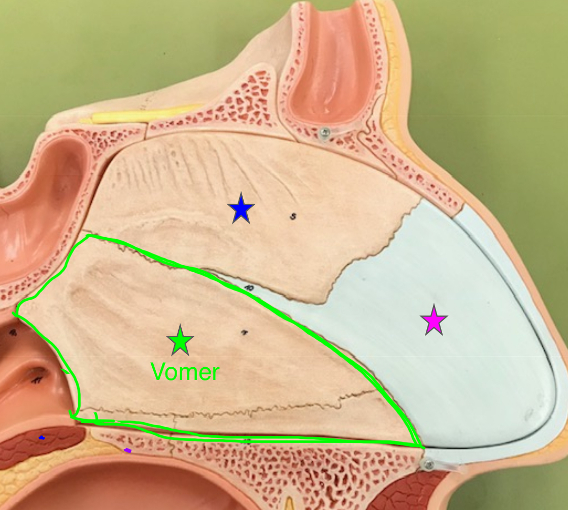 <p>forms the inferior portion of the nasal septum</p>