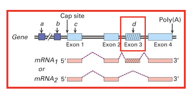 <p>the multiple forms of a protein produced by <strong>alternative splicing</strong></p>