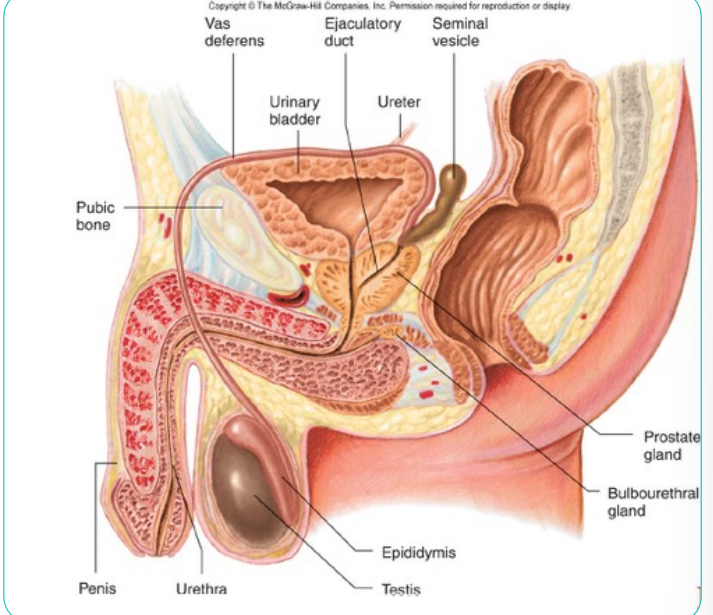 <p>Testes: </p><p> Site of sperm production and testosterone synthesis </p><p>Epididymis: </p><p> Sperm storage and maturation</p><p>Vas Deferens: </p><p> Transports sperm from epididymis to urethra </p><p>Urethra: </p><p> Tube inside of penis transports sperm or urine exterior </p><p>Penis: </p><p> Organ of copulation</p>