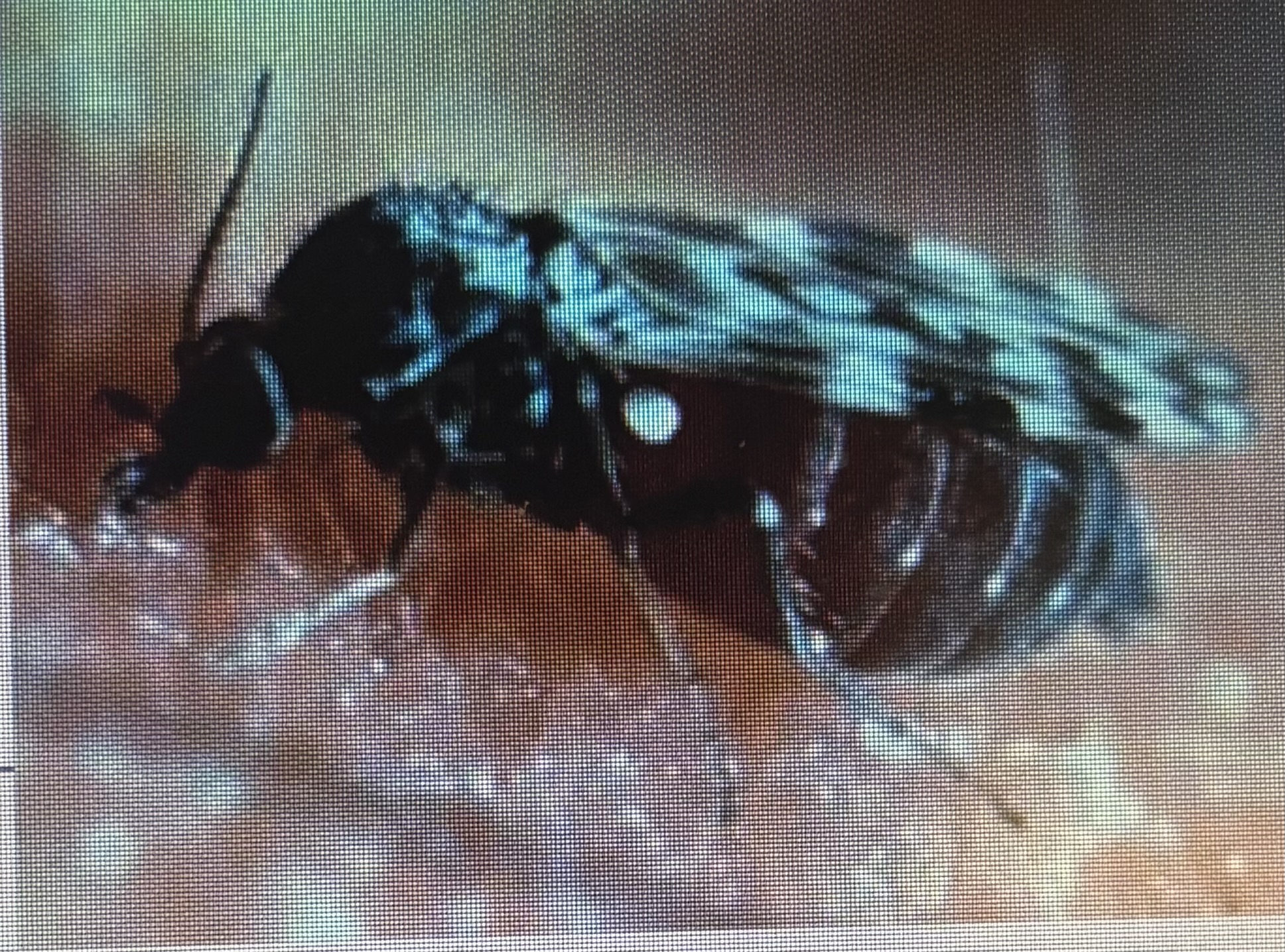 <p>Biting fly</p><p>Blue tongue virus in sheep</p>