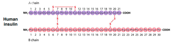 <p>there are 3</p><ul><li><p>the separate polypeptides chains (A &amp; B) are joined by 2 intermolecular disulfides</p></li><li><p>the A chain has 1 intramolecular disulfide</p></li></ul>
