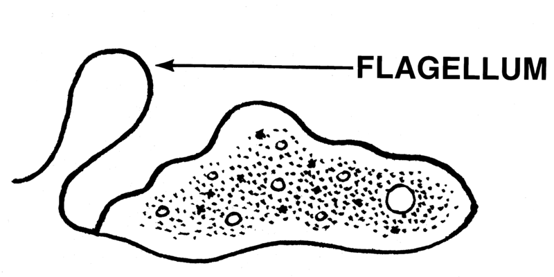<p>function of a <strong>flagellum</strong></p>