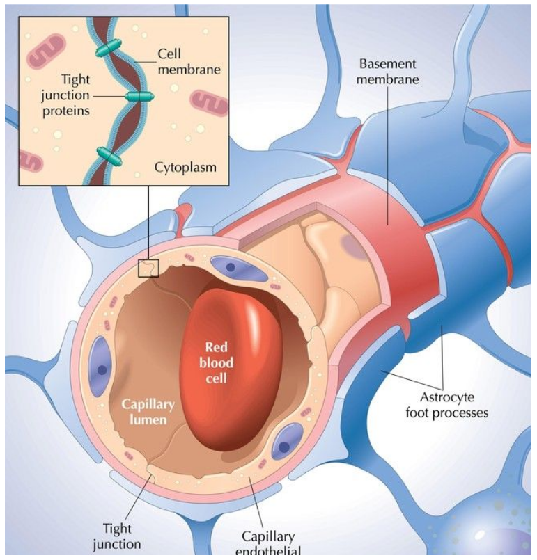 <p><u>Highly selective semi-permeable membrane</u> of cells <u>that lines the cells in the brain</u> (heavily moderates what enters brain cells - prevent harmful substances from entering the cells and damaging the brain)</p><p></p>